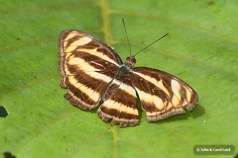 J01_2117 Common Lascar.JPG